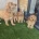 Cavapoo