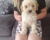 Cavapoo