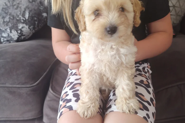 Cavapoo