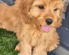 Cavapoo