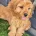 Cavapoo