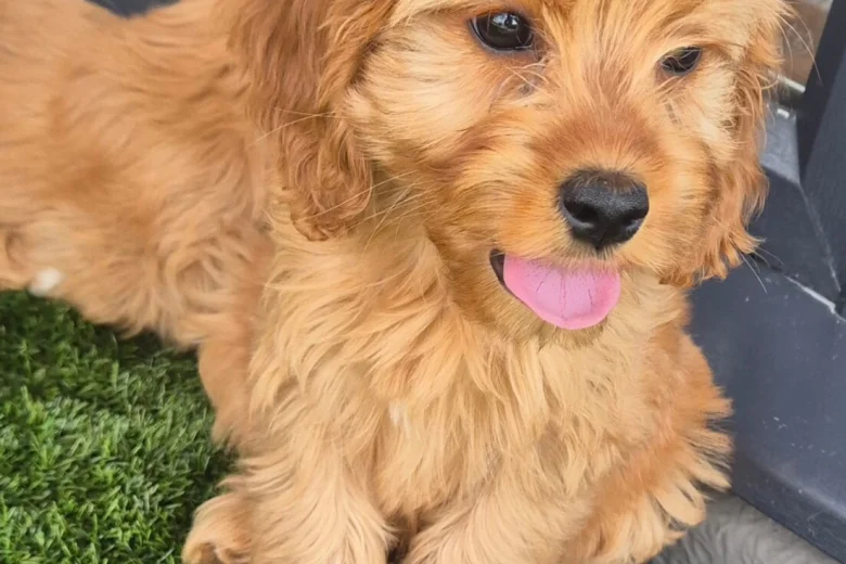 Cavapoo