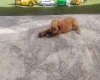 Cavapoo