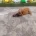 Cavapoo