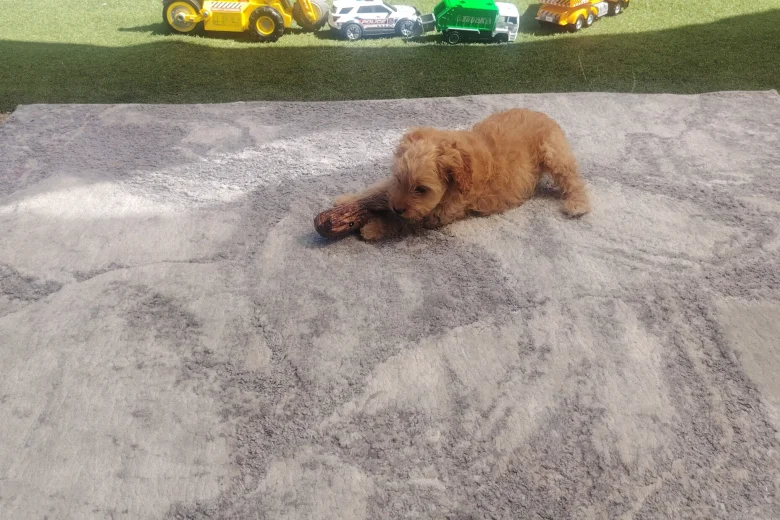 Cavapoo