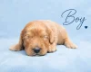 Cavapoo