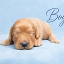 Cavapoo