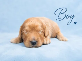 Cavapoo