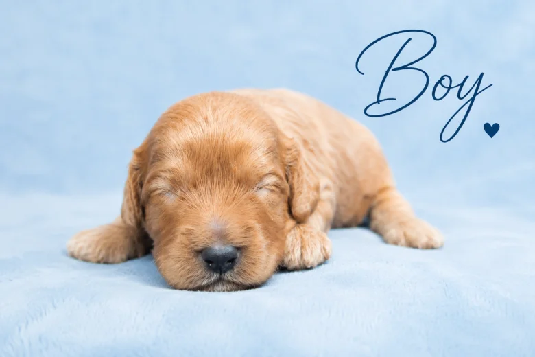 Cavapoo