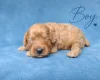 Cavapoo