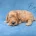 Cavapoo