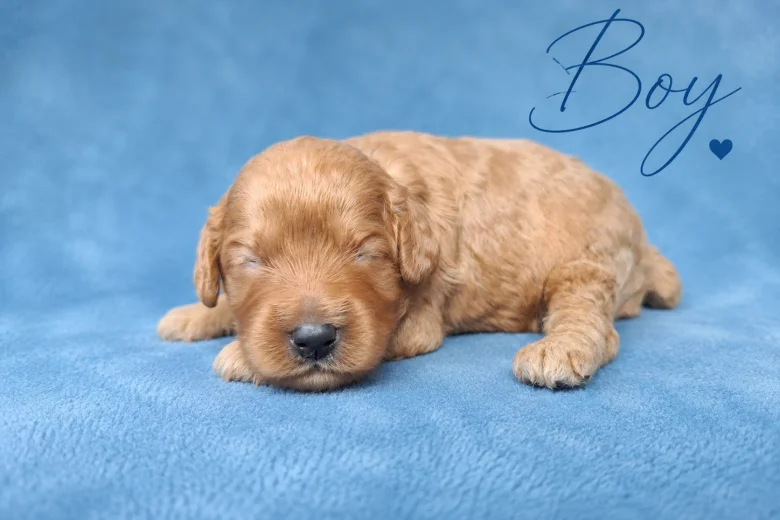 Cavapoo