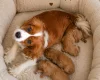 Cavapoo