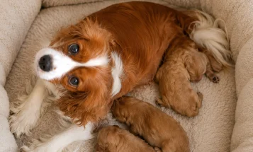 Cavapoo