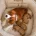 Cavapoo