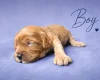 Cavapoo