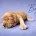 Cavapoo