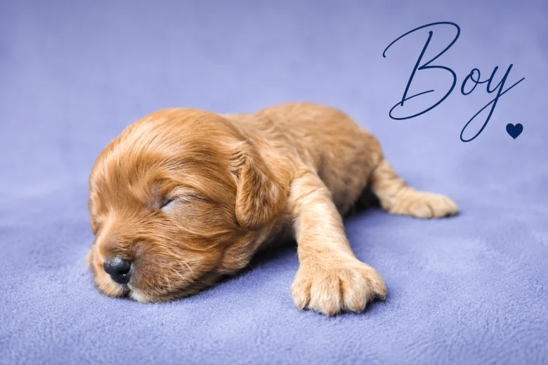 Cavapoo