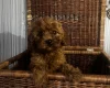 Cavapoo