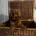 Cavapoo