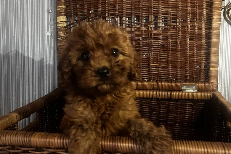 Cavapoo