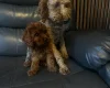 Cavapoo
