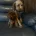 Cavapoo