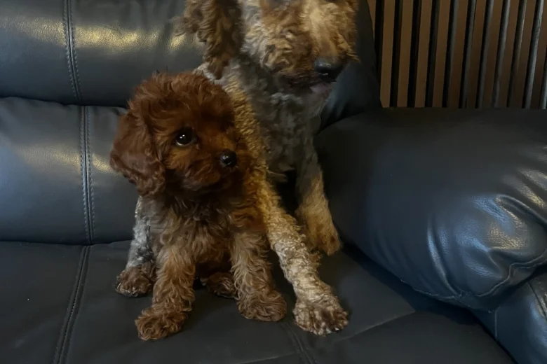 Cavapoo