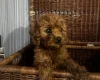 Cavapoo