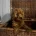 Cavapoo