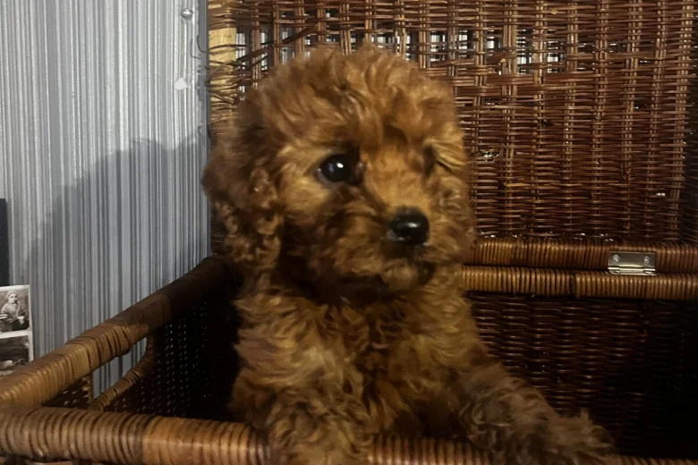 Cavapoo