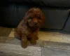 Cavapoo