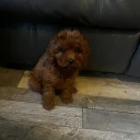 Cavapoo
