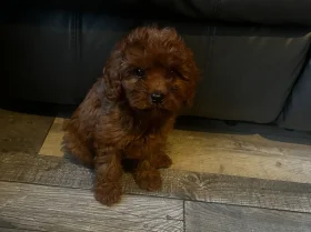 Cavapoo