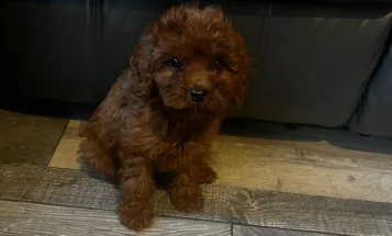 Cavapoo