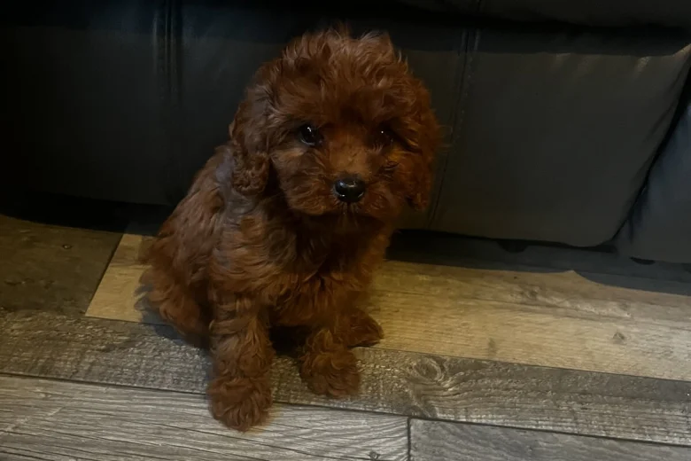 Cavapoo