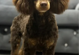 Stud