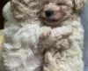 Cavapoo