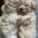 Cavapoo