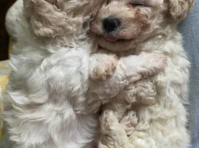 Cavapoo
