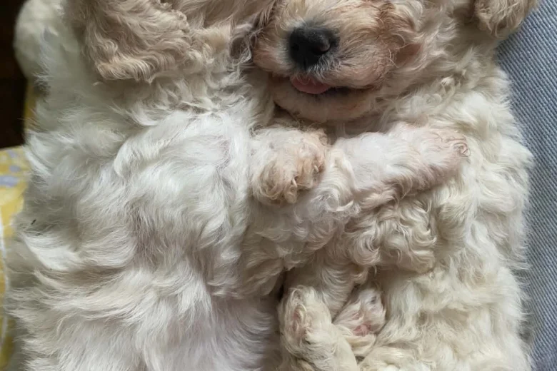 Cavapoo