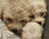 Cavapoo