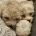 Cavapoo
