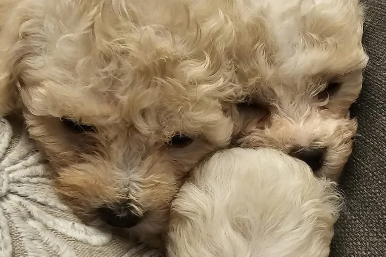 Cavapoo