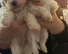 Cavapoo