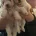 Cavapoo