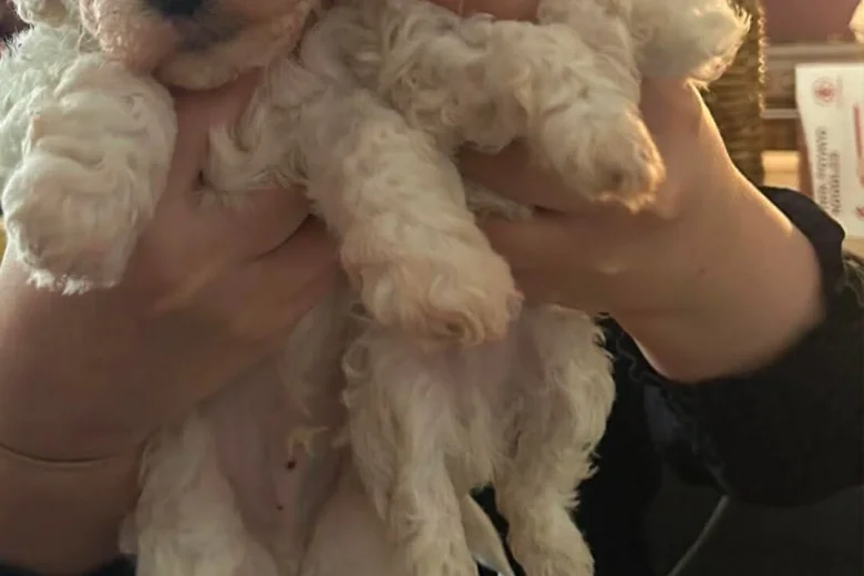 Cavapoo
