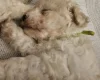 Cavapoo
