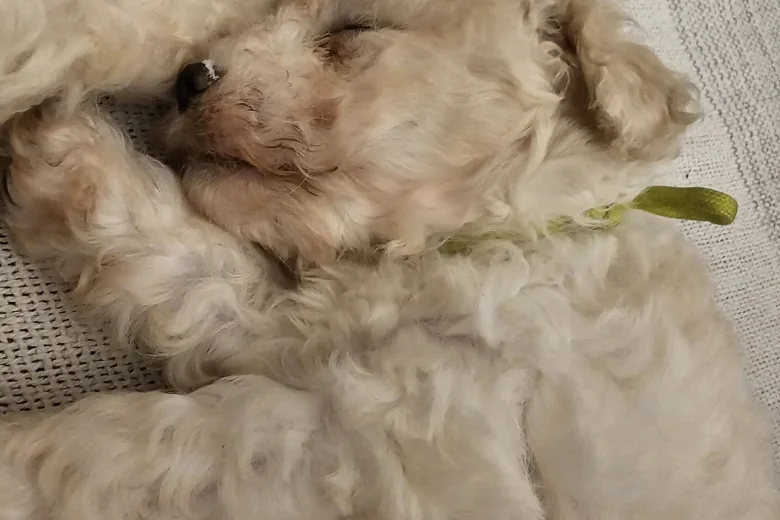 Cavapoo