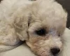 Cavapoo